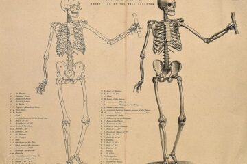 Top 10 Tips to Quickly Master Human Anatomy for Medical Students